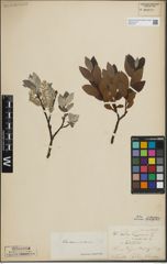 Foto von Salix lapponum L. x Salix silesiaca Willd.